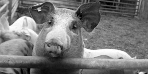 Kommentar zur Schweinegrippe