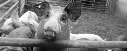 Kommentar zur Schweinegrippe